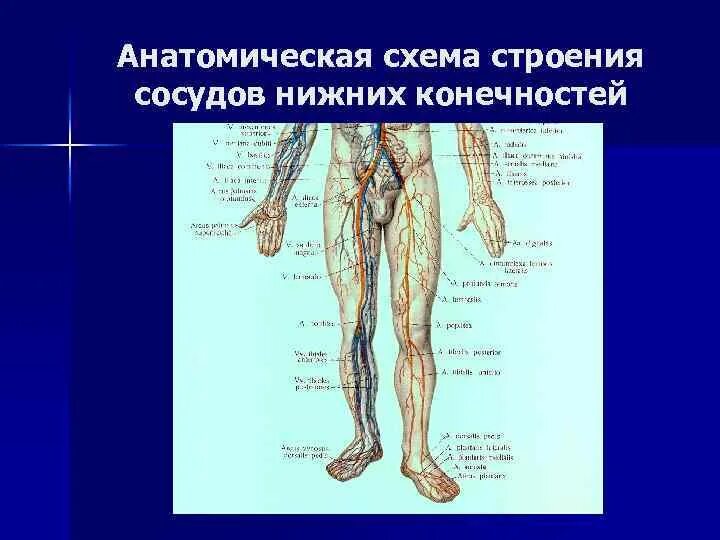 Лимфатические сосуды ноги анатомия. Лимфатические сосуды нижних конечностей анатомия. Лимфатические узлы нижних конечностей схема. Артерий нижних конечностей схема для УЗИ. Лимфоузлы на ногах где