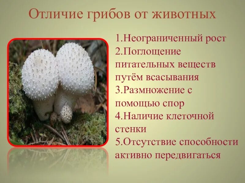 Различие грибов от животных. Различие грибов от растений и животных. Животные в отличии от грибов. Чем животные отличаются от грибов. Сравнение гриба и растения