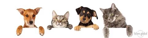 A dog and cat местоимение