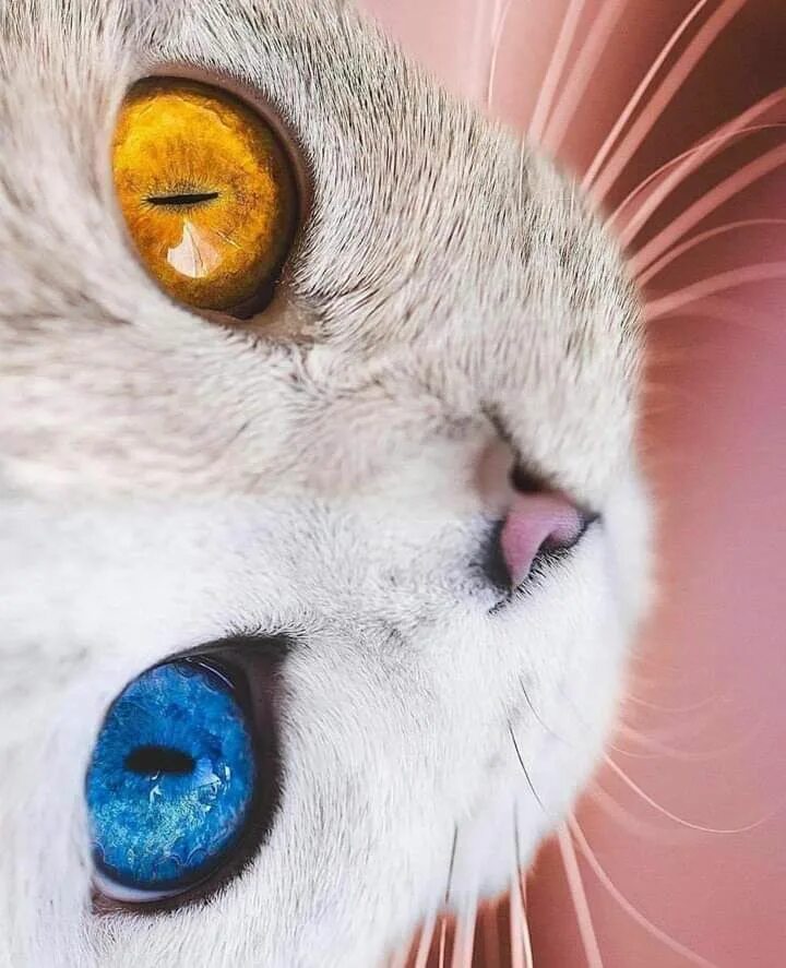 Nines on Twitter Cat with blue eyes, Pretty cats, Beautiful cats