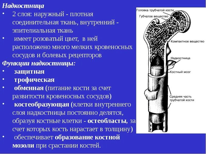 Что образуют трубчатые кости. Трубчатая кость надкостница. Функции надкостницы в трубчатой кости. Строение надкостницы анатомия. Головка трубчатой кости функции.