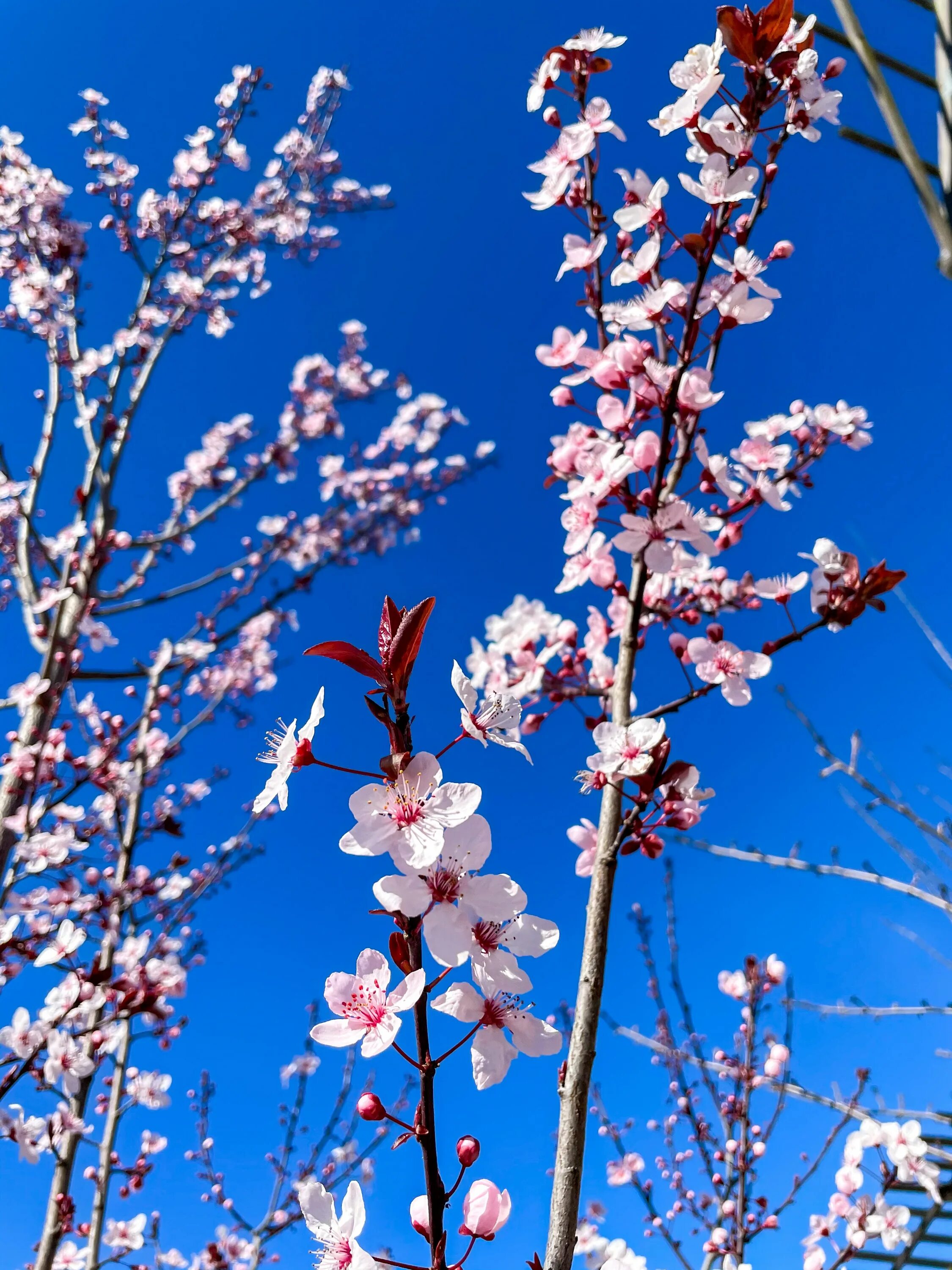 Фото весны красивые на заставку телефона. Хонор Сакура. Цветы вишни. Ветка вишни. Вишня весной.