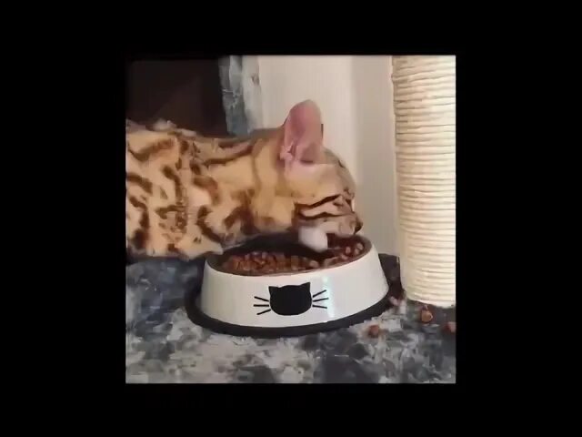 Кот экскаватор ест. Кот экскаватор ест. Сфинкс ест сухой корм. Кот ест корм как экскаватор. Кот экскаватор.