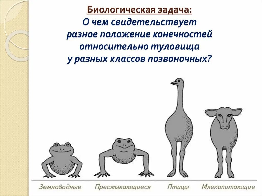 Как называется специальное образование позвоночных животных