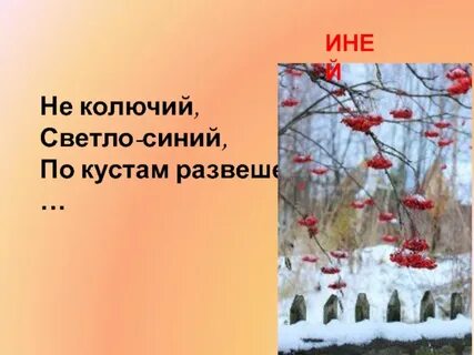 Не колючий светло синий по ветвям