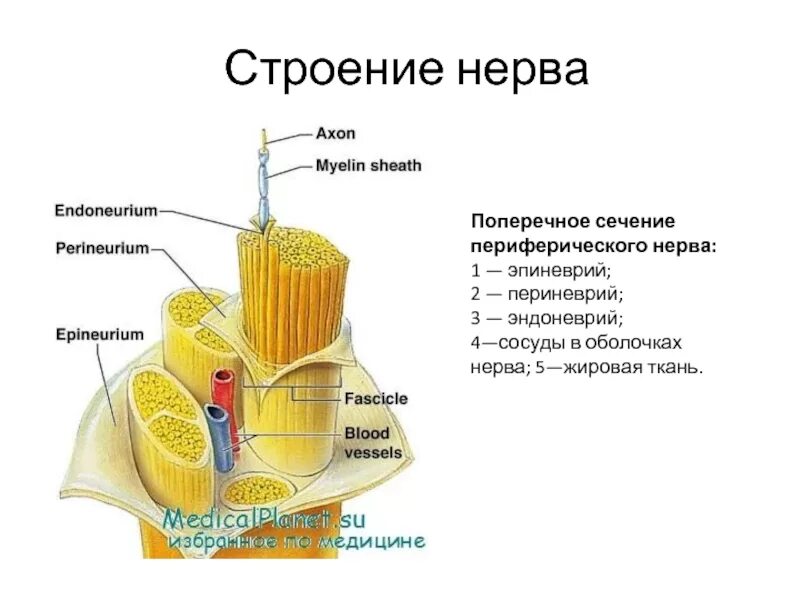 Внутреннее строение нерва. Периневрий эндоневрий гистология. Срез нерва строение. Строение периферического нерва гистология. Строение нерва эндоневрий.