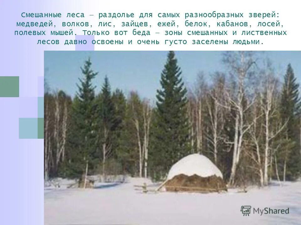 Наиболее разнообразна леса. Наиболее разнообразна леса. Национальный парк «олимпик», штат вашингтон. Подлесок тропического леса. Летний лес.