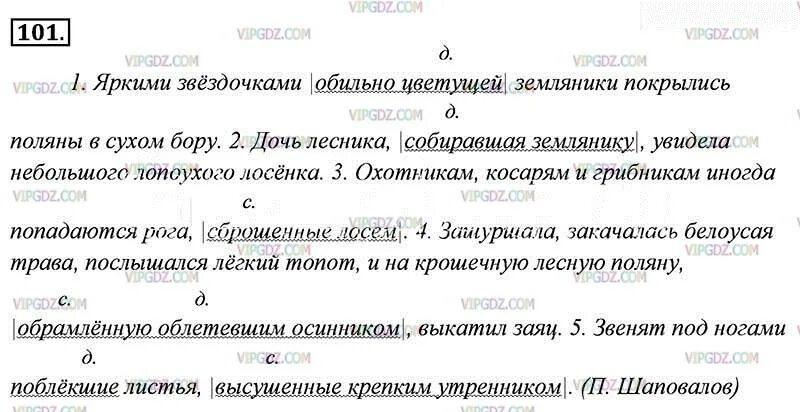 Звенящая разбор. Русский язык 7 класс упражнение 101. Звенят под ногами Поблекшие высушенные крепким утренником листья. Яркими звездочками земляники покрылись Поляны.