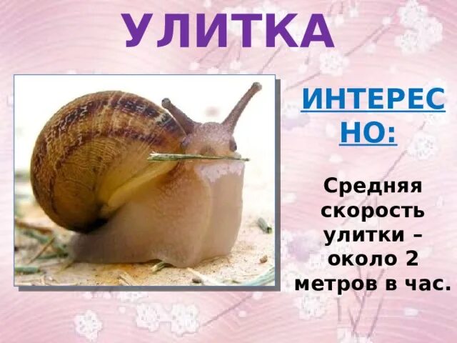 Сколько скорость улитки