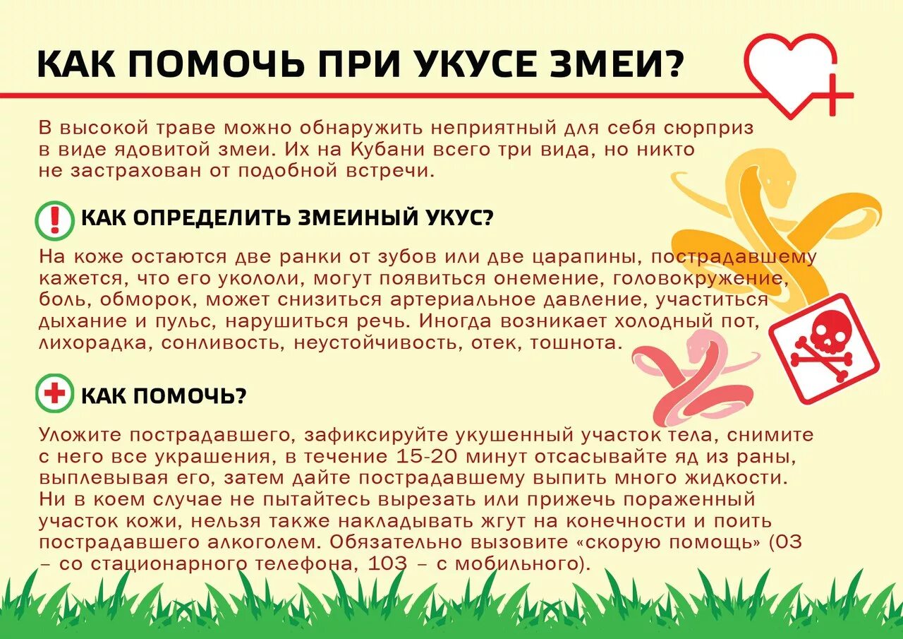 Если укусила гадюка что делать первая помощь. Памятка первая помощь при укусе змеи. При укусе ядовитой змеи:. Если укусила гадюка что делать первая помощь. Что делать при укусе ядовитой змеи.