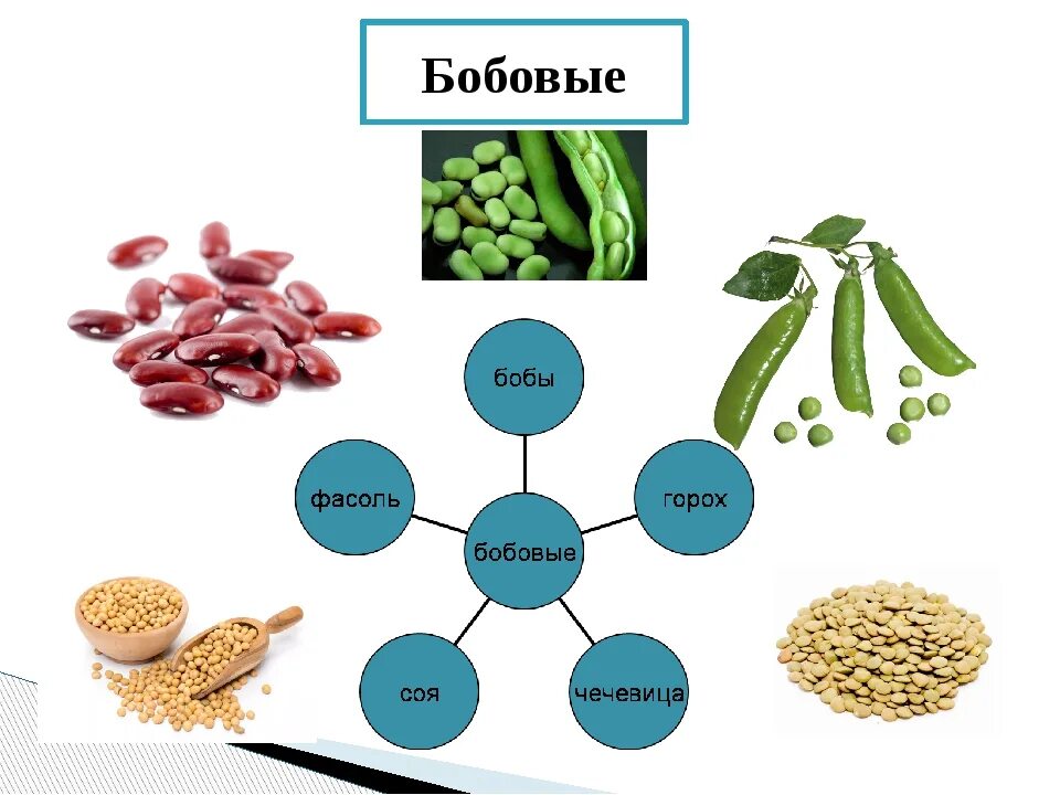 Семена бобовых содержат много. Бобовые. Бобовые культуры. Разновидности бобовых. Зернобобовые культуры.