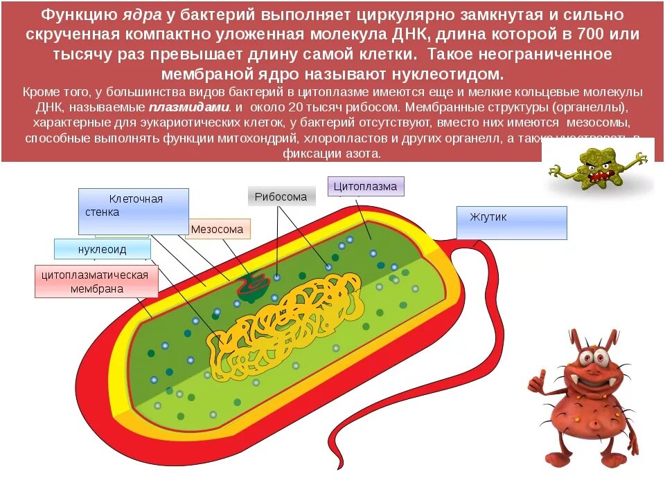 Какую функцию выполняют бактерии в организме