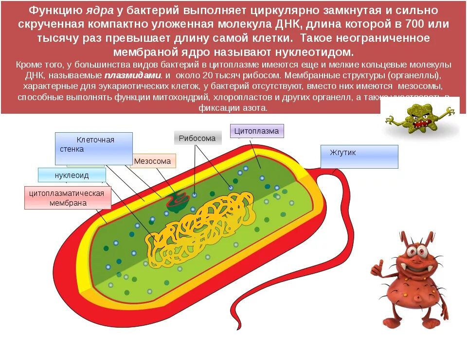 Бактерия строение функции. Органоиды бактериальной клетки 5 класс биология. Нуклеоид бактериальной клетки функции. Нуклеоид бактериальной клетки строение. Функции органоидов бактериальной клетки ЕГЭ.