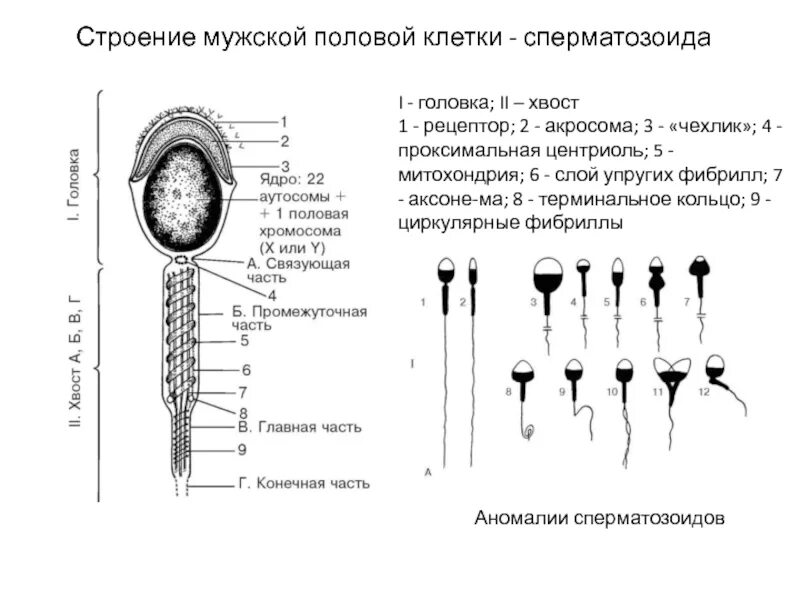 Половые хромосомы петуха