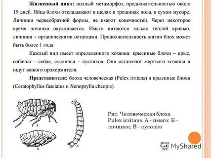 Блохи при какой температуре