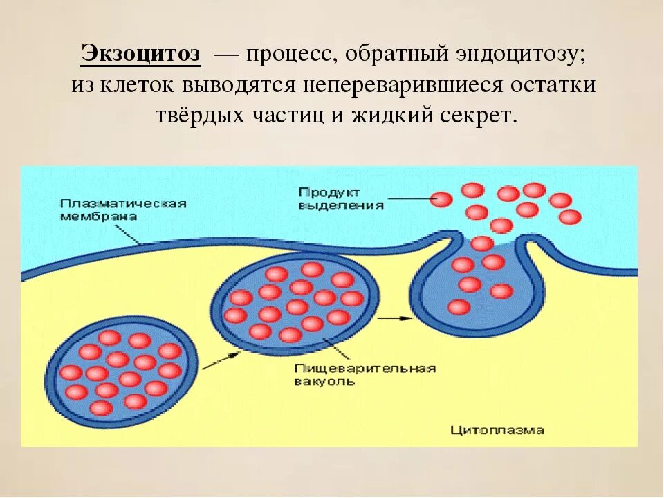 Пиноцитоз эндоцитоз экзоцитоз. Плазматическая мембрана эндоцитоз. Фагоцитоз пиноцитоз эндоцитоз экзоцитоз. Транспорт веществ через мембраны: везикулярный транспорт..