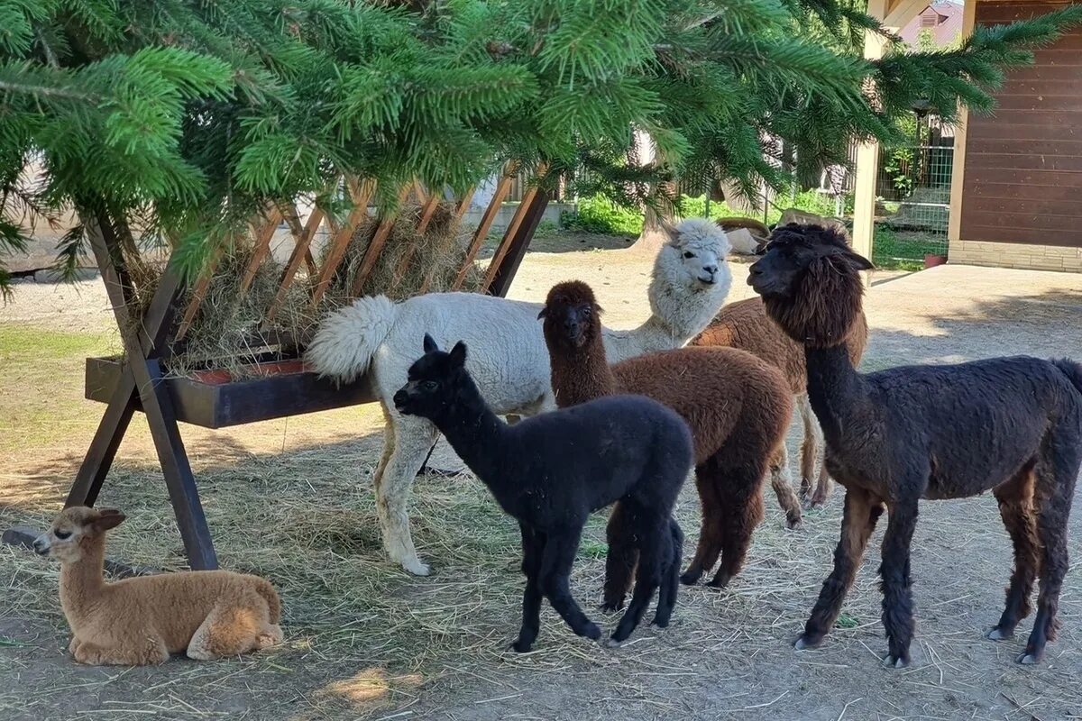 Альпака парк зимой. Альпака на вднх. Альпака в лимпопо. Альпака в верхотурье. Альпаки родственники верблюдов.