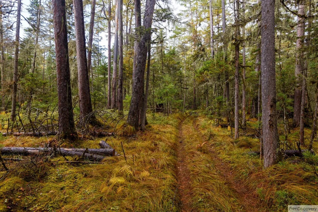 Сибирь тайга. Сильно редеющую тайгу. Про дальневосточный тайгу. Хакасия сибирская тайга. Уссурийская тайга.