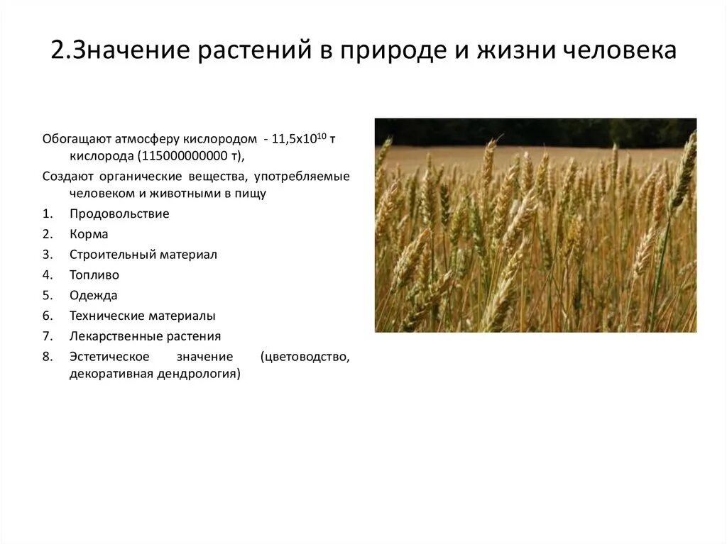 Биология 5 класс значение растений в природе. Значение растений в природе и жизни человека. Значение растений в жизни человека. Значение растений в пр. Значение растений биология.