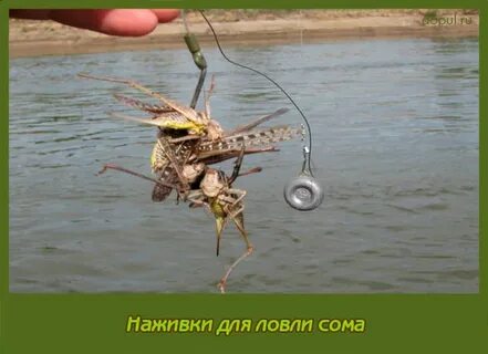 На что ловят сома летом наживка