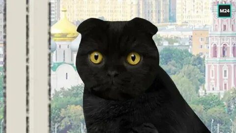 Кот в москве фото
