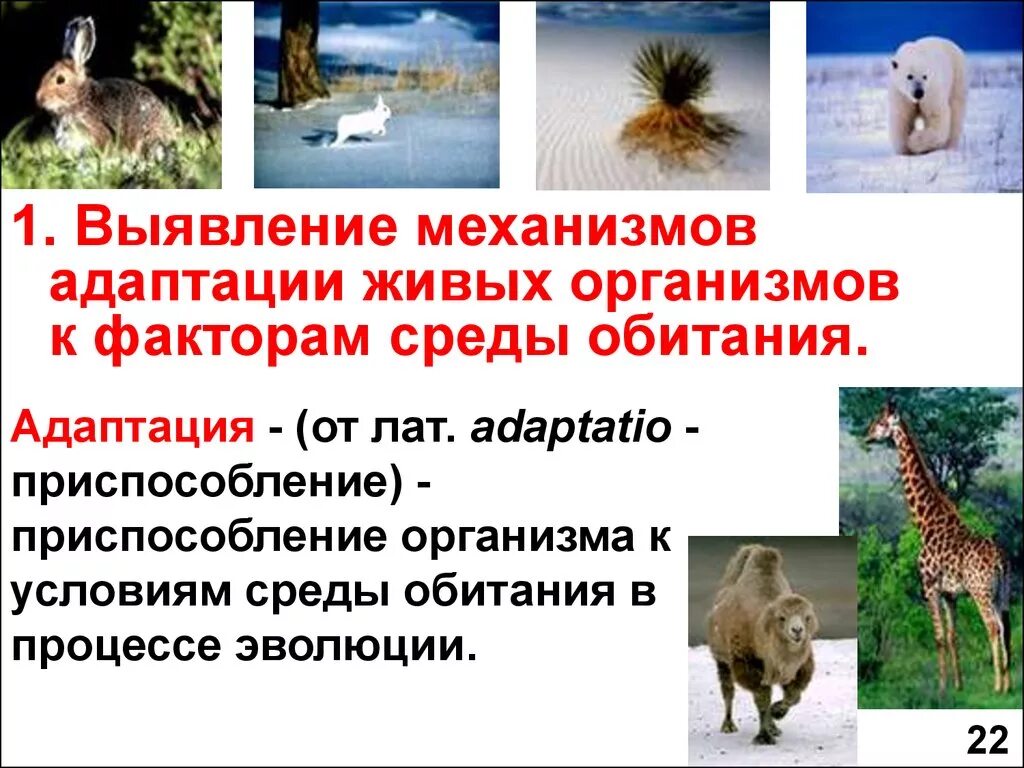 Адаптация организмов к среде. Приспособление организмов к условиям среды. Приспособления к факторам среды. Приспособление организмов адаптация. Приспособленность организмов к действию факторов среды презентация