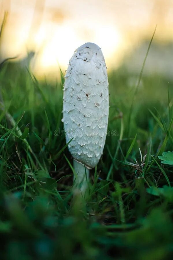 Луговой белый гриб. Навозник белый лат coprinus comatus. Овальный гриб. Calvatia utriformis (головач мешковатый). Агарикус гриб.