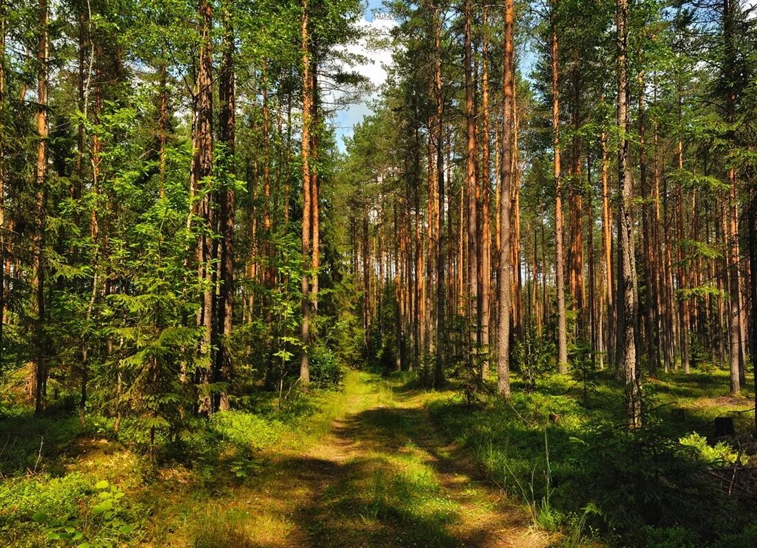 Сосны и ели под солнцем. Лесистый лес Литва. Имантский лес Латвия. Сосновый Бор в Прибалтики. Лес Сосновый Бор Марий Эл.