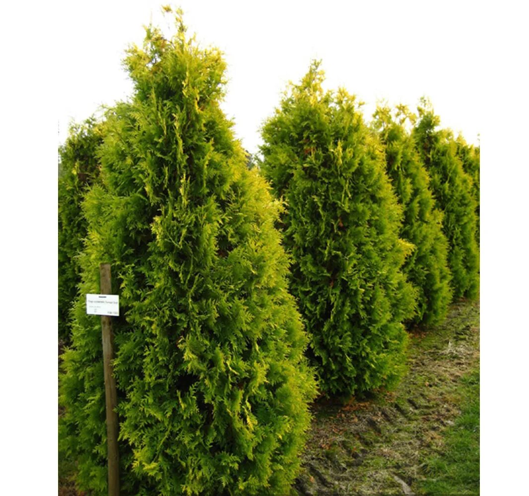 туя тайгер голд. туя западная europe gold. туя europe gold. туя западная санни смарагд. туя коппер голд.