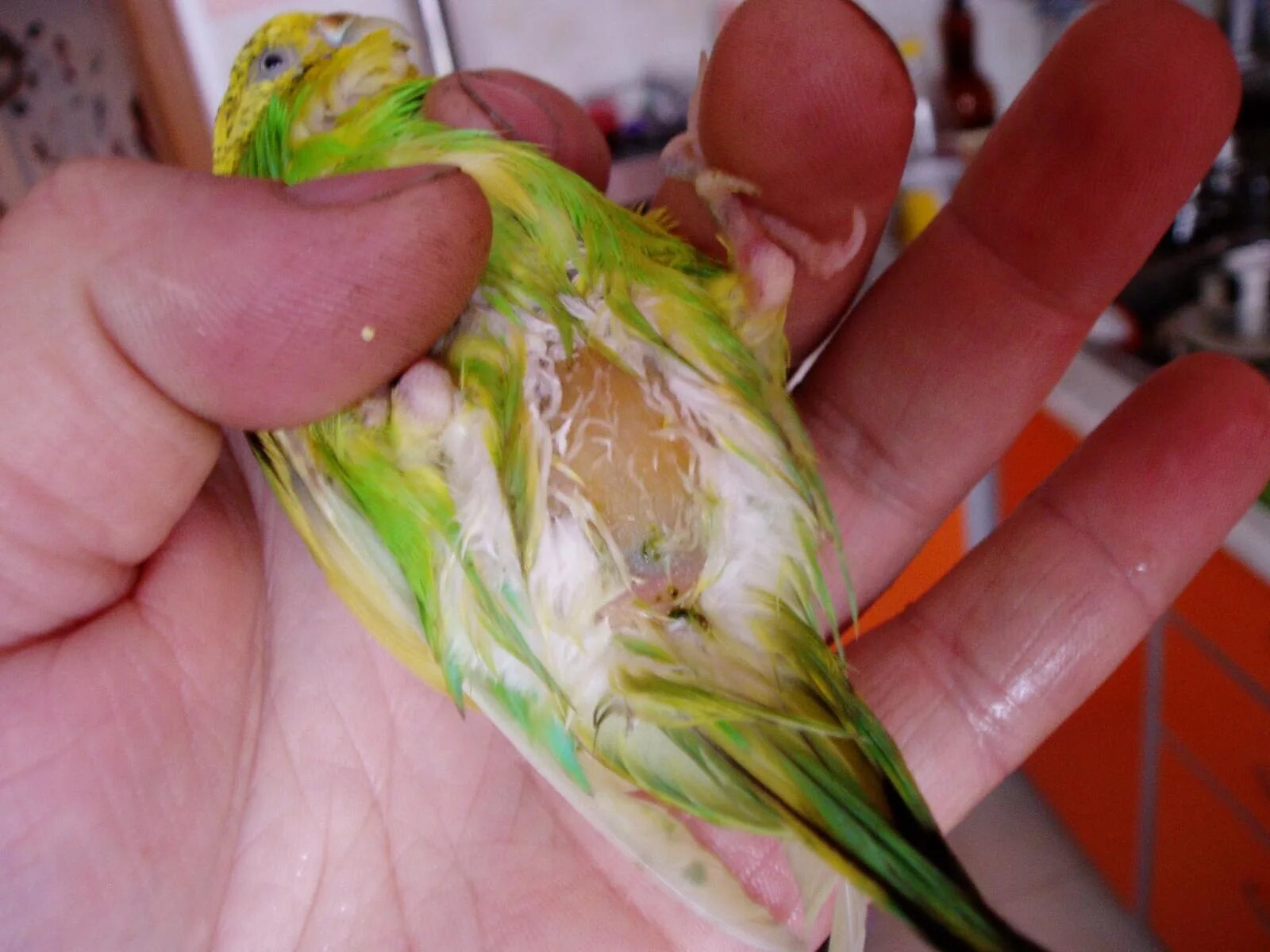 Как понять язык попугая. Как приручить попугай к рукам - самый быстрый способ. Переводчик попугаев. Переводчик попугаев. Как приучить попугая разговаривать.