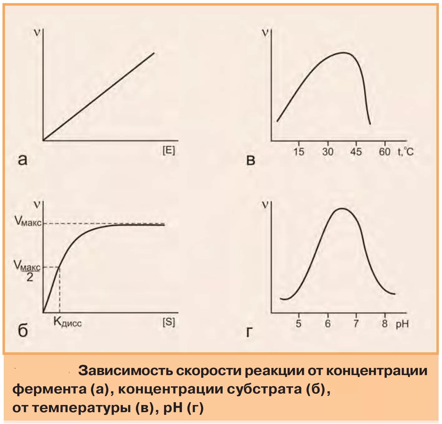 Зависимость ферментов от концентрации субстрата. График зависимости скорости ферментативной реакции от концентрации. Кривая зависимость скорости реакции от концентрации фермента. Зависимость скорости ферментативной реакции от температуры. График зависимости скорости реакции от концентрации фермента.