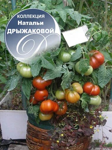 Томат смех. Томат гном смех кукабарры. гном кукабарра томат. томат кукабарра кэкл. гном кукабарра кэкл томат.