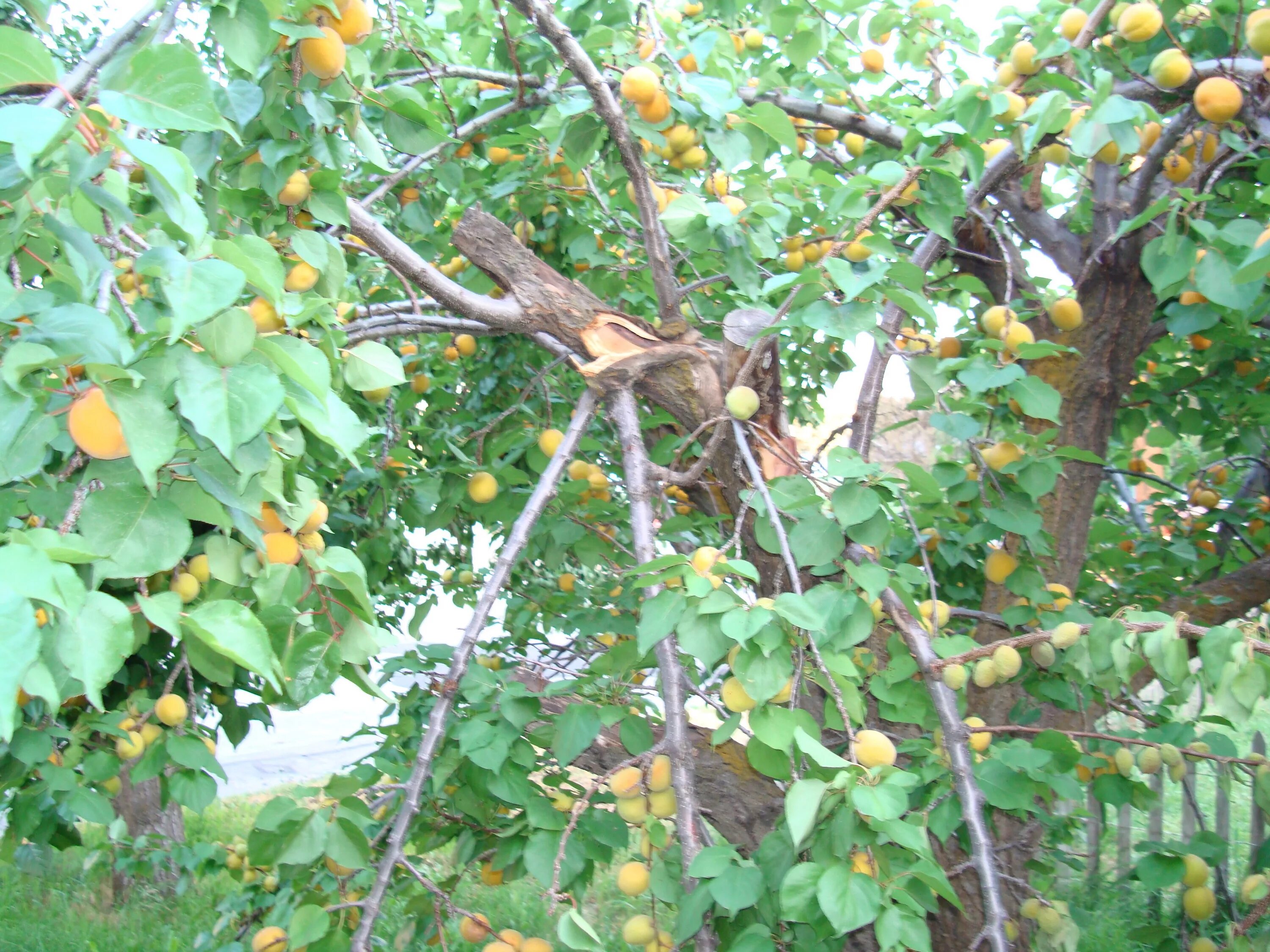 Абрикос плодоносит через год. Недозрелый абрикос дерево. Абрикос-дерево-лекарь. Абрикосовое дерево. Абрикос взрослое дерево.
