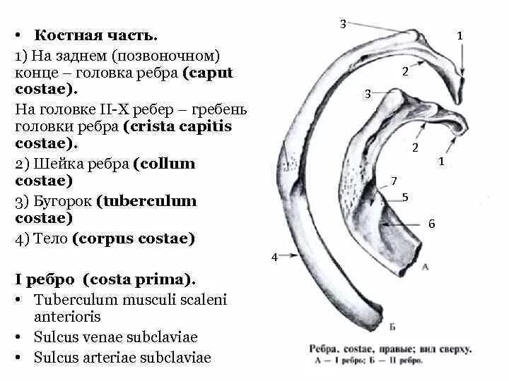 Бугорок ребра анатомия. Анатомия ребра costae. Ребро sulcus costae. Первое ребро анатомия.