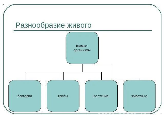 Схема многообразие живого. Схема многообразие организмов. Схема разнообразия живых организмов. Многообразие живых организмов таблица.