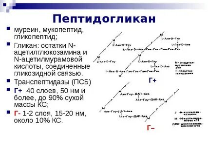Муреин это
