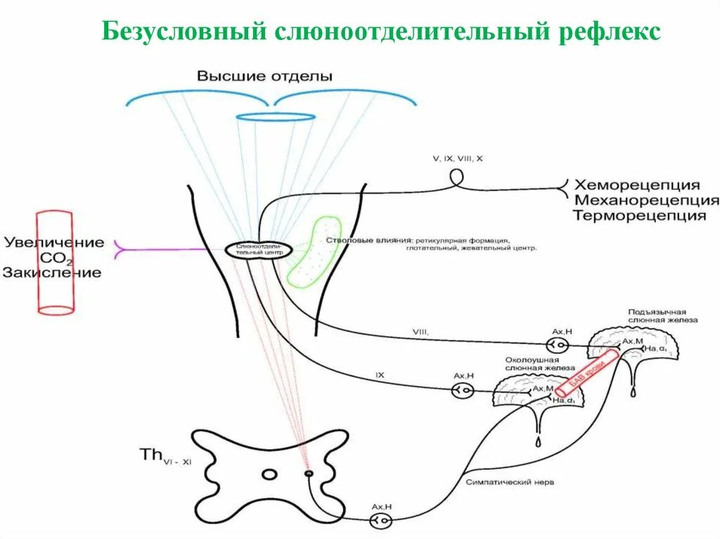 Формирование безусловного рефлекса