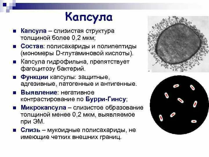 Метод окрашивания капсулы бактерий. Метод выявления капсулы у бактерий. Окраска капсул бактерий. Строение бактериальной капсулы. Слизистый слой бактерий