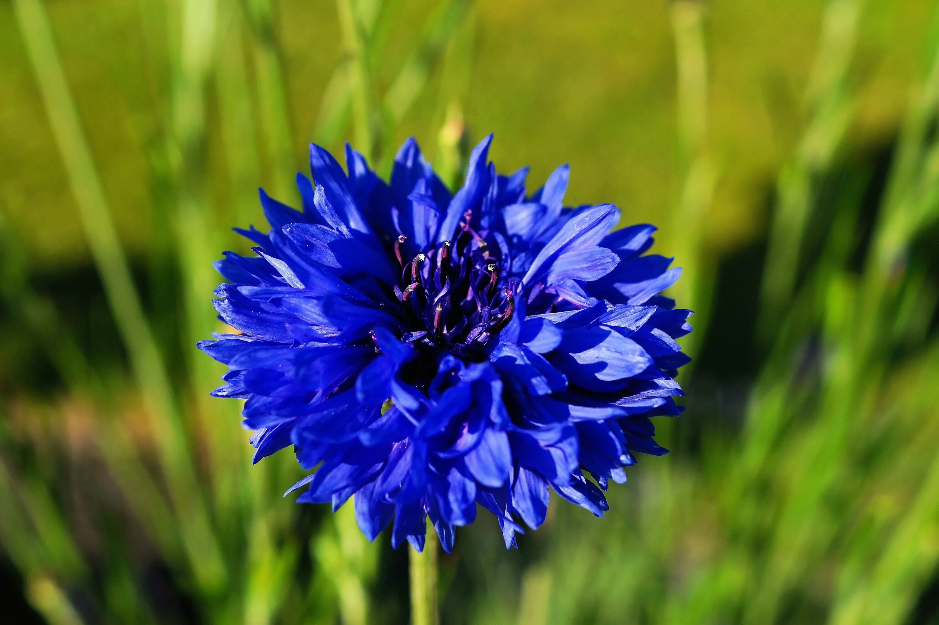 Василька 9. Василек голубой Centaurea cyanus. Василек полевой Centaurea cyanus. Василёк синий (centaureacyanus). Василек синий Centaurea cyanus l..