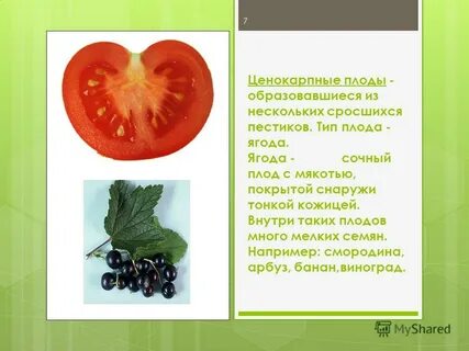 К какому виду плода относится помидор