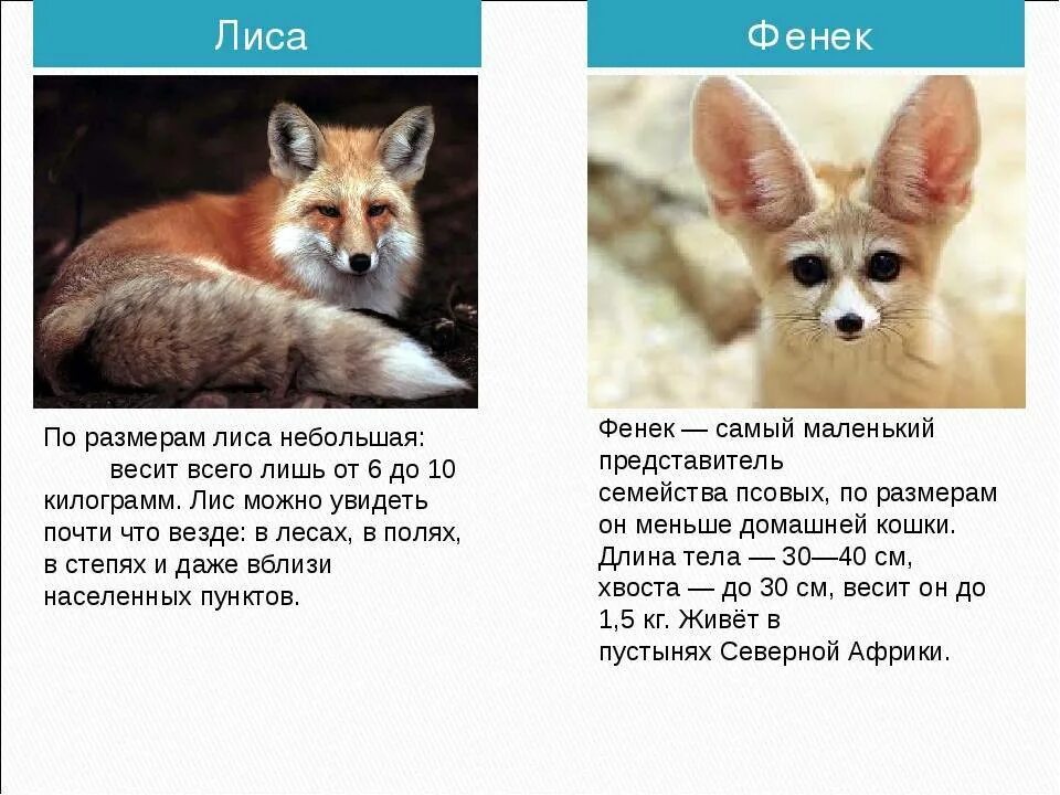 Сколько лет лиса