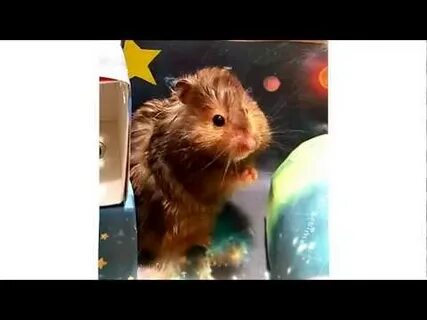 Хомяк поет песню
