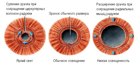 Как изменяется зрачок. Рефлекс сужения зрачка. диаметр зрачка. нормальный зрачок и расширенный. мышцы радужки.