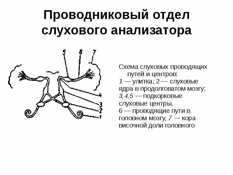 Анатомические отделы слухового анализатора. Слуховой анализатор периферический отдел проводниковый. Центральный отдел слухового анализатора структура. Структура проводникового отдела слухового анализатора. Периферический отдел слухового анализатора физиология.