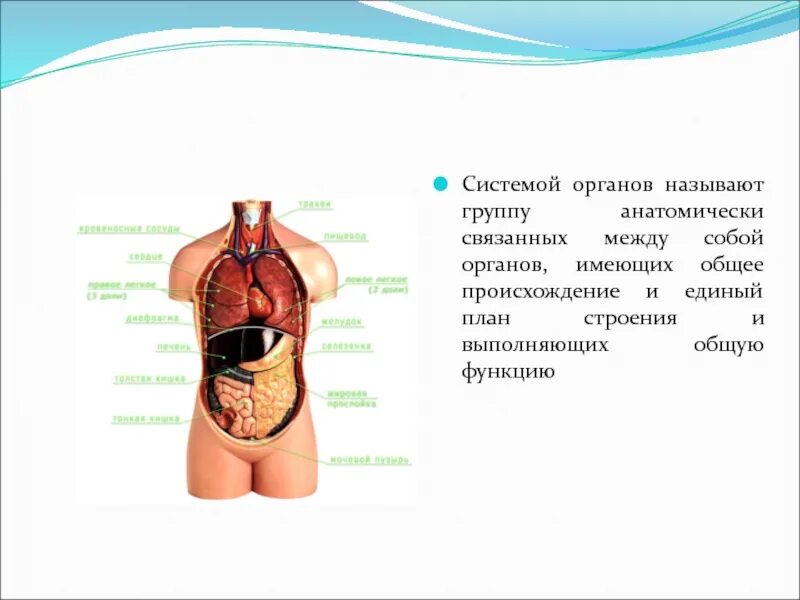 Строение и жизнедеятельность органов и систем органов. Системы органов. Системы органов человека человека. Перечислите основные системы органов. Назовите системы органов человека.