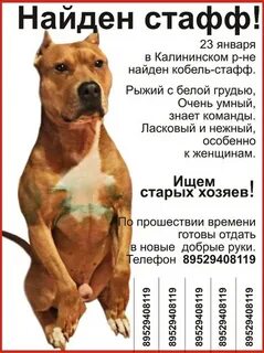 Вес щенков амстаффа