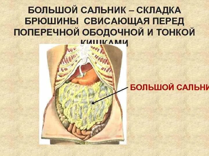 Малый сальник и большой сальник анатомия. Большой сальник что это. Малый сальник анатомия кт. Строение большого сальника. Малый сальник в брюшной полости.