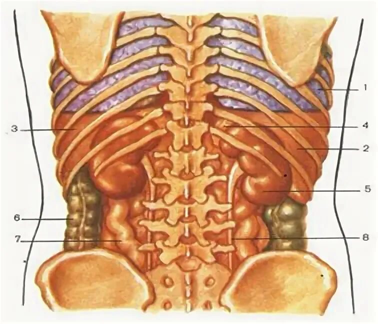 Где находятся почки. Где находятся почки у человека фото. Где находятся почки скелет. Почки где находятся у человека со спины. Где находятся почки и печень у человека