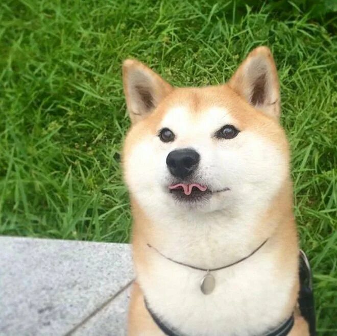 Мем собака есть собака. Собака мем. собака из мема. doge собака. мемы с собаками.