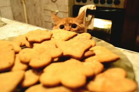 Печенье коте